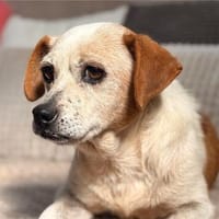 Heidi - bereit für ein gemütliches Zuhause, Hündin zur Adoption