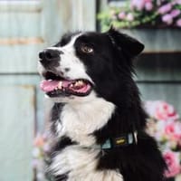 ARKANI - klare Regeln und guter Umgang und es läuft, Hund zur Adoption