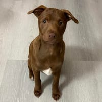 Niko möchte losstarten, Hund zur Adoption