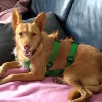 Roy2 sucht sein Zuhause - NEUIGKEITEN!!!, Hund zur Adoption