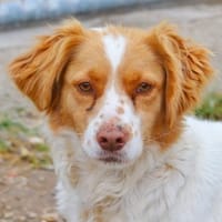 Alma - ein Dreamteam mit Estrella, Hündin zur Adoption