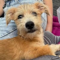 FRODO SUCHT SEINE MENSCHEN, Hund zur Adoption