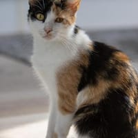 Felicia wartet auf DICH, Katze zur Adoption