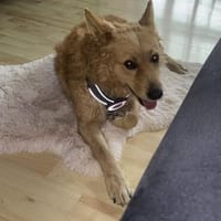Berny sucht ein schönes Zuhause, Hund zur Adoption