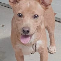 kleiner Jerry, Hund zur Adoption