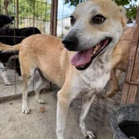 BENJI, kleiner, lustiger Hundemann, Hund zur Adoption