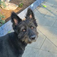 Valentino, Hund zur Adoption