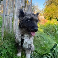 Agora1, freundlich, verschmust, sucht Zuhause. NEUES!!, Hündin zur Adoption