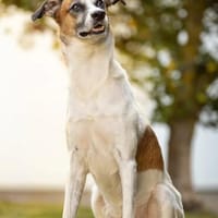 WILLI VERLIERT SEIN ZUHAUSE 💔, Hund zur Adoption
