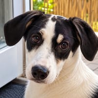 Nehmen Sie Santina bei sich auf?, Hündin zur Adoption