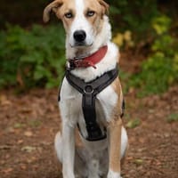 FRASSINO KANN VIEL LIEBE GEBEN, Hund zur Adoption