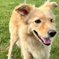 Gnocci sucht eine aktive Familie, Hündin zur Adoption