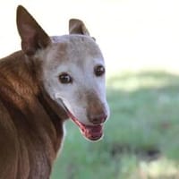 Zeta1, Traumhund!,  sucht seine Familie - NEUE FOTOS - VIDEO, Hund zur Adoption