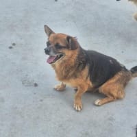 Coconut konnte dem animal-hoarding entkommen, Hündin zur Adoption
