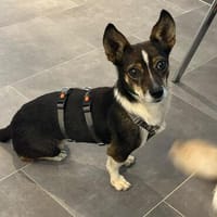 Sami - aus der Hölle fehlt der Sprung ins Glück, Hündin zur Adoption