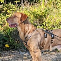 Menschenbezogener Ricky sucht Zuhause, Hund zur Adoption