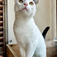 Fröhliche FIV+ Kiki, Katze zur Adoption