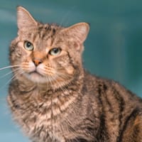 Vasco CAB5851, chat à adopter