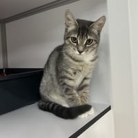 Charlie(réservé), chatte à adopter