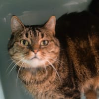Flamme CAB6075, chatte à adopter