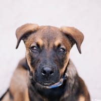 MARS [CHIOT], chien à adopter