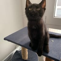 VIRGO, chatte à adopter