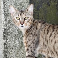 BOB (réservé), chat à adopter