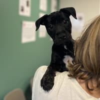CHIPIE, chienne à adopter