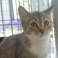 Bugatti CAB5787, chatte à adopter