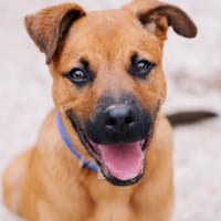 TWIX [CHIOT], chien à adopter