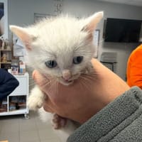 SIMON, chat à adopter