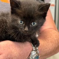 MOUGLY, chat à adopter