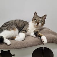 Câline, chatte à adopter