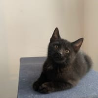 AQUILA, chatte à adopter