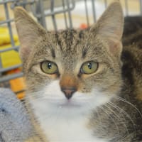 Berline CAB5788, chatte à adopter