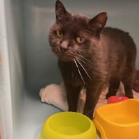 MOCHI dit CRAPAUD, chat à adopter
