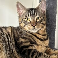 Barbidur, chat à adopter