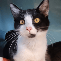 BLUE QCT (A trouvé ma famille), chatte à adopter