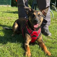 BUZZ, chien à adopter
