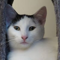 BOZO (RESERVE), chat à adopter