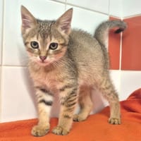 Bloom, chat à adopter