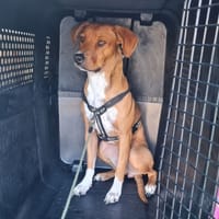 Alaska, chienne à adopter