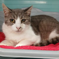 MADY, chatte à adopter