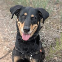 Celeste, chienne à adopter