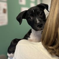 biscotte, chien à adopter