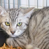 Giulia CAB6382, chatte à adopter