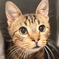 SAFRAN (réservé), chat à adopter