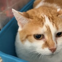 MINOUCHE, chatte à adopter