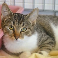 Belize CAB5790, chatte à adopter