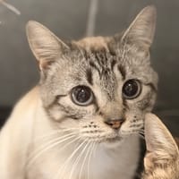 CADIZ (résérvé), chat à adopter